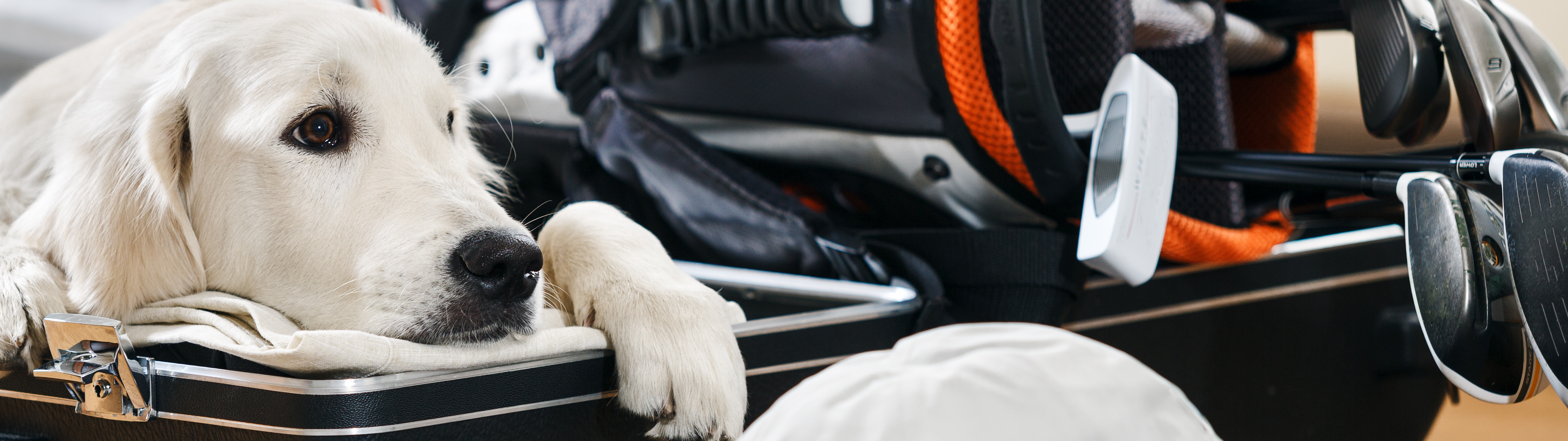 Der Hund möchte am liebsten mit Der Hund möchte am liebsten mit