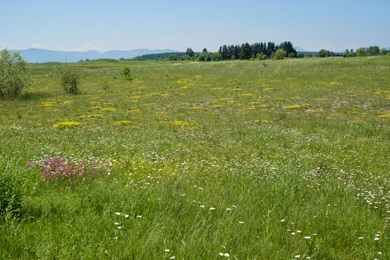Blühflächen sind Tierparadiese