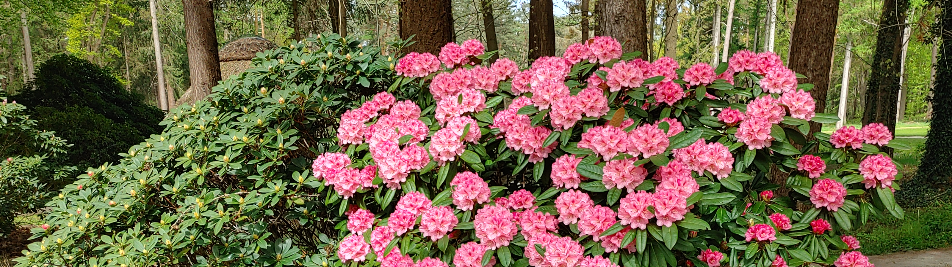 Viel Golf und Rhododendrenpracht auf den Anlagen rund um Oldenburg Viel Golf und Rhododendrenpracht auf den Anlagen rund um Oldenburg