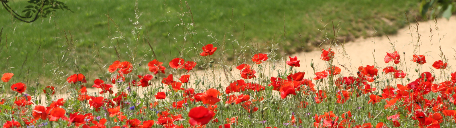 Lockt nicht nur zur Blütezeit: der GC Rheinhessen Lockt nicht nur zur Blütezeit: der GC Rheinhessen