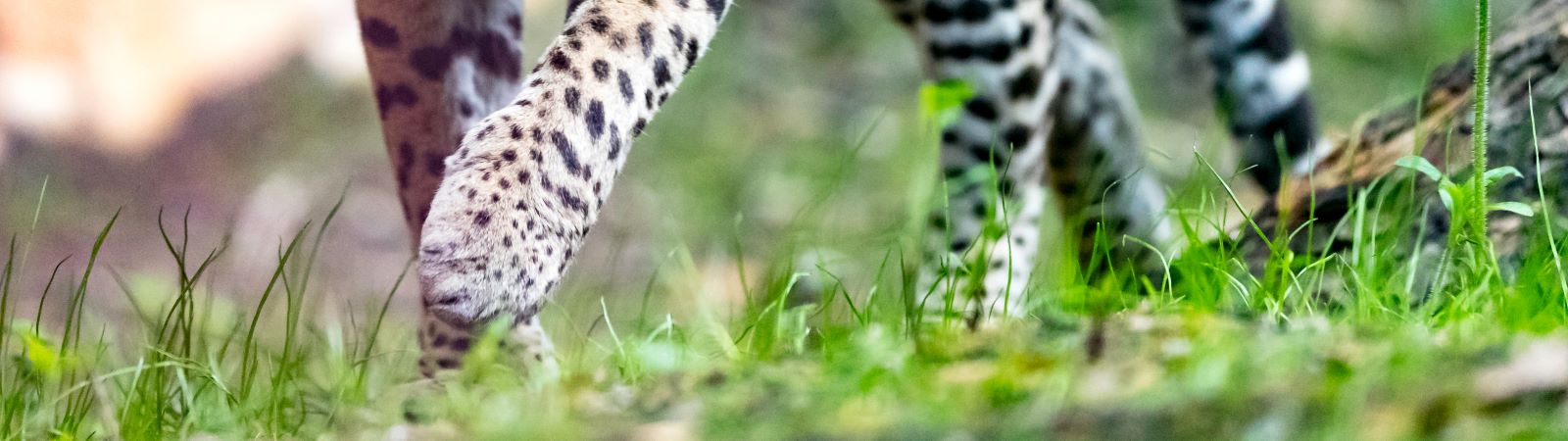 Wachsam und wendig wie eine Raubkatze zu sein wünschen sich viele Golfer Wachsam und wendig wie eine Raubkatze zu sein wünschen sich viele Golfer