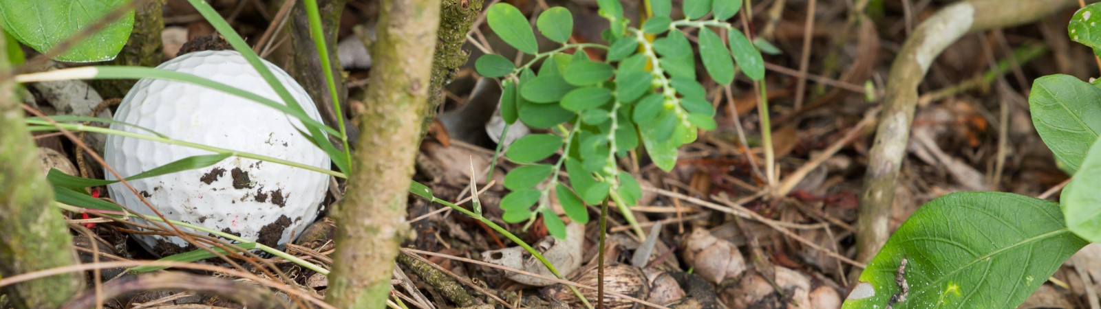 Husch, husch, Ball im Busch ... Husch, husch, Ball im Busch ...